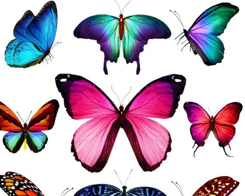 Little Johnny Bright Butterfly/Half Metre